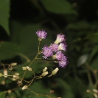 Cyanthillium hookerianum (Arn.) H.Rob.